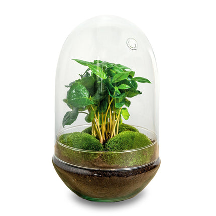 Planten terrarium -  Egg XL Coffea - Ecosysteem plant - ↑ 30 cm