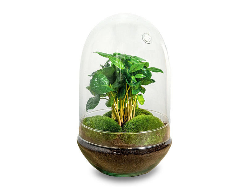 Planten terrarium -  Egg XL Coffea - Ecosysteem plant - ↑ 30 cm