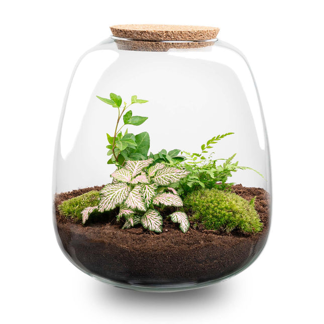 Planten terrarium - Emma - DIY kit - ↑ 25 cm - Ø 23 cm