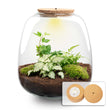 Planten terrarium - Emma - DIY kit - ↑ 25 cm - Ø 23 cm