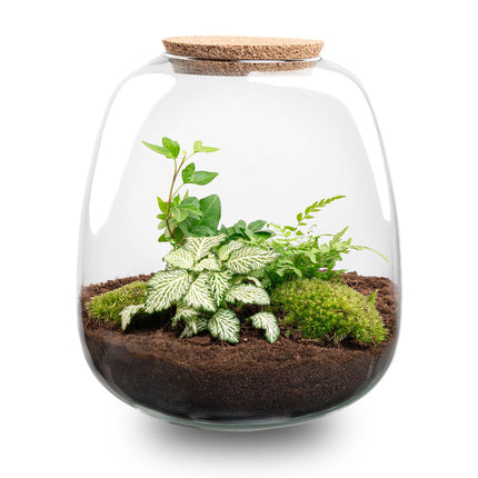 Planten terrarium - Emma - DIY kit - ↑ 25 cm - Ø 23 cm