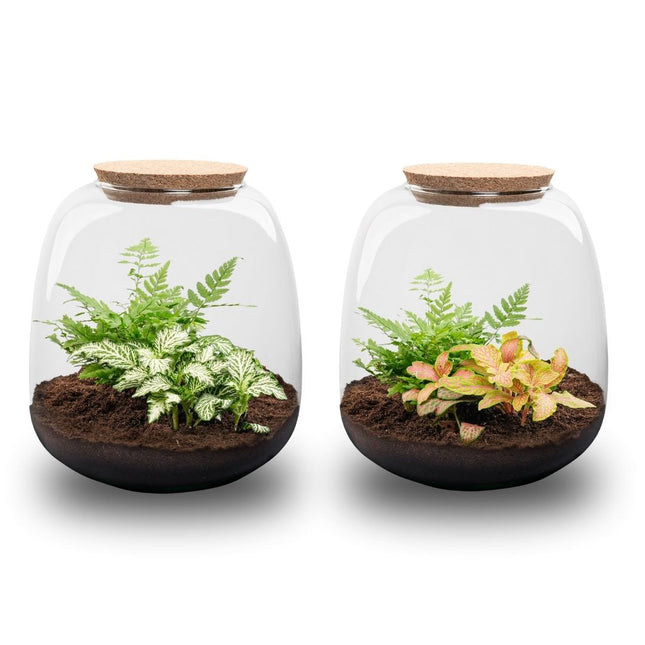 Emma Mini - DIY Planten terrarium - Ecosysteem plant - Ø 19 cm ↑ 20