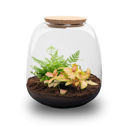 Emma Mini - DIY Planten terrarium - Ecosysteem plant - Ø 19 cm ↑ 20