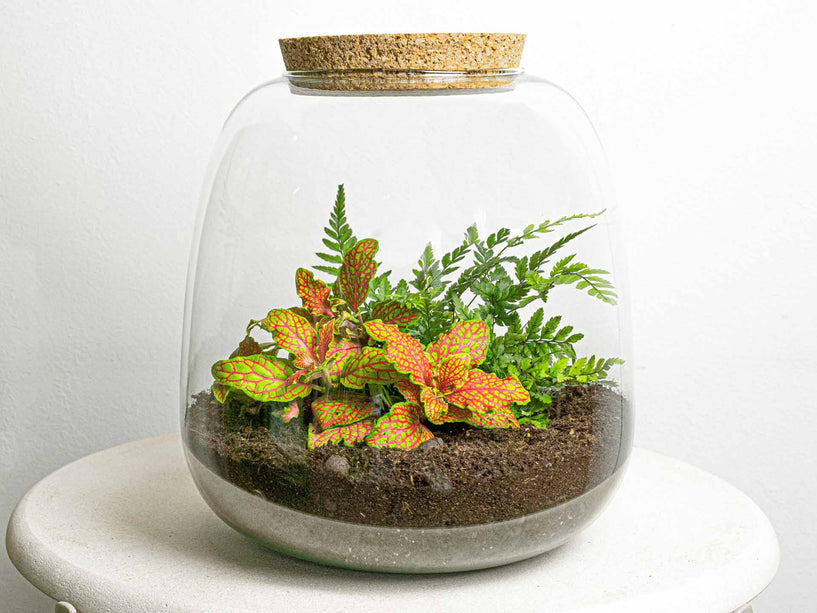 Planten terrarium - Emma Mini - DIY kit - ↑ 20 cm - Ø 19 cm