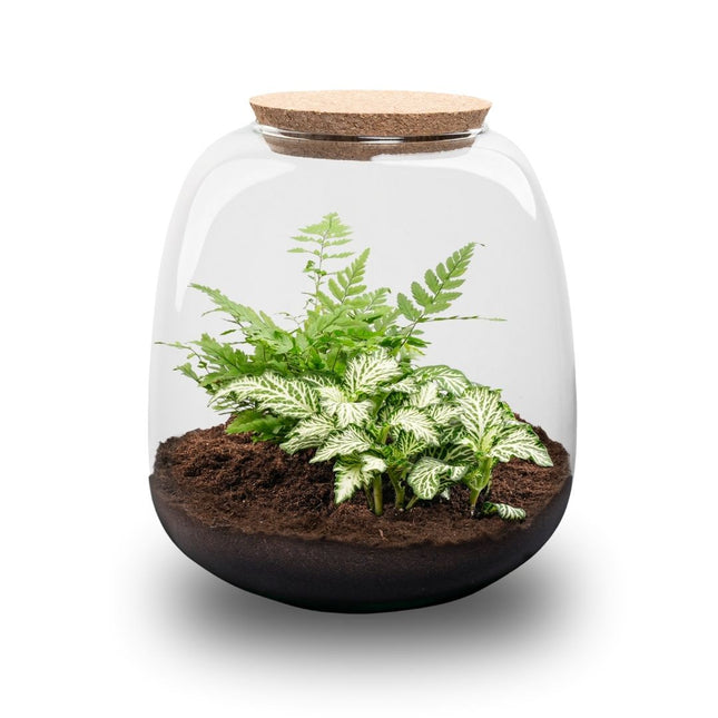 Emma Mini - DIY Planten terrarium - Ecosysteem plant - Ø 19 cm ↑ 20