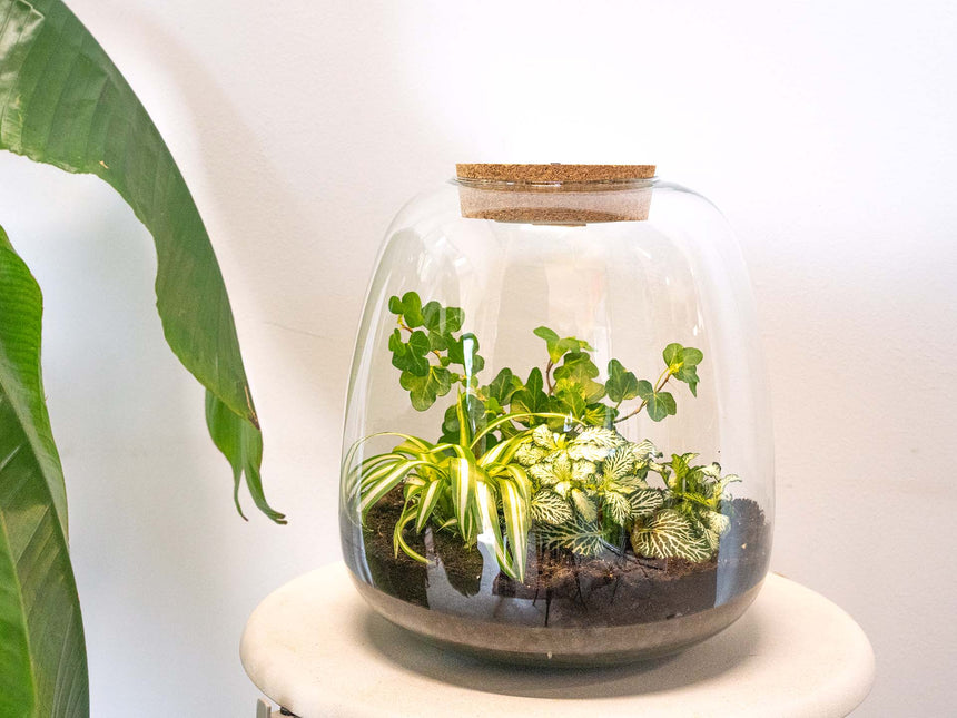 Planten terrarium - Emma - DIY kit - ↑ 25 cm - Ø 23 cm