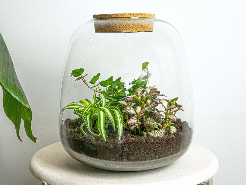 Planten terrarium - Emma - DIY kit - ↑ 25 cm - Ø 23 cm