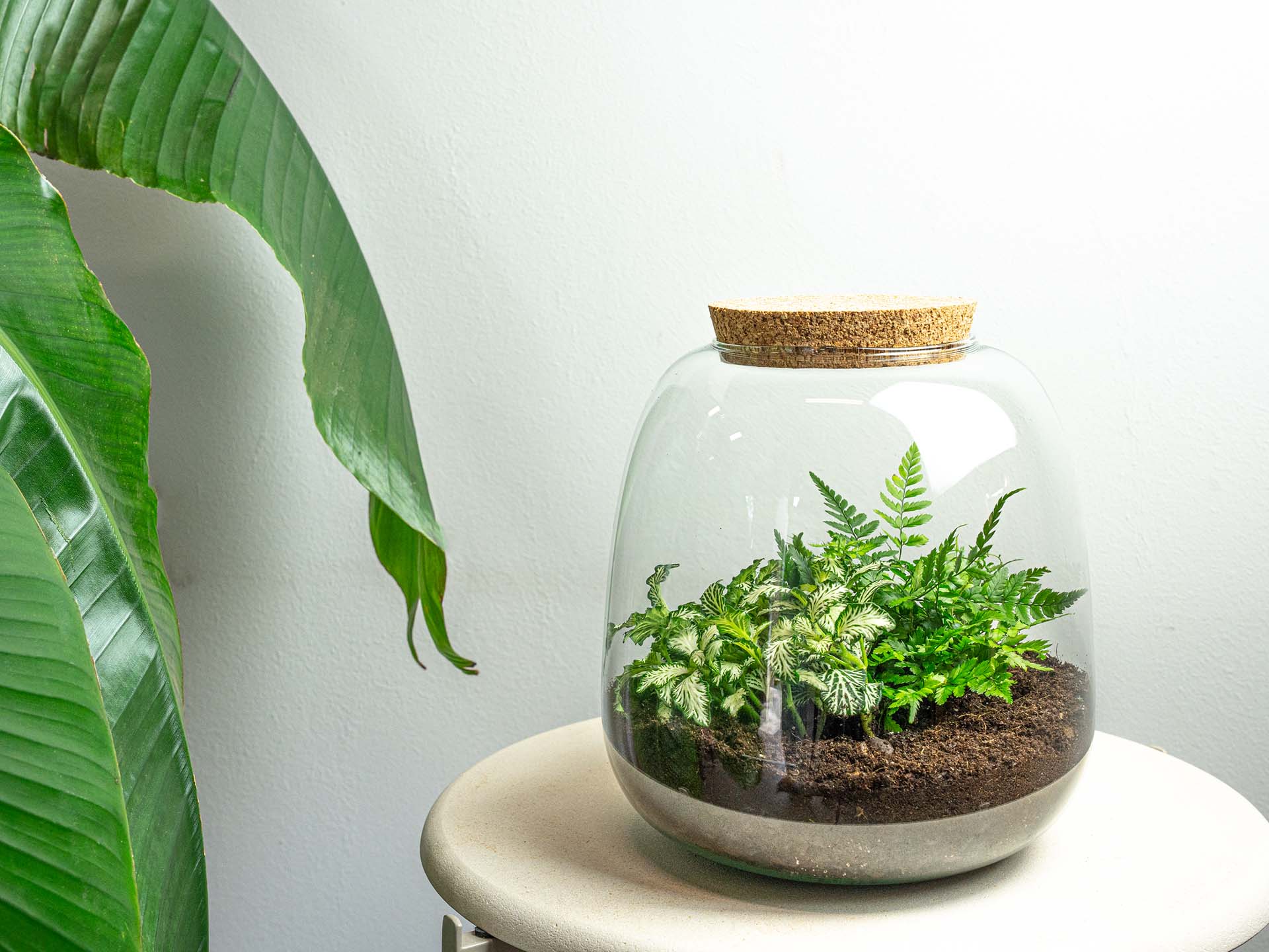 DIY planten terrarium met licht - Sam XL Bonsai - 30 cm ↑ 32 cm DIY planten terrarium met licht - Sam XL Bonsai - 30 cm ↑ 32 cm