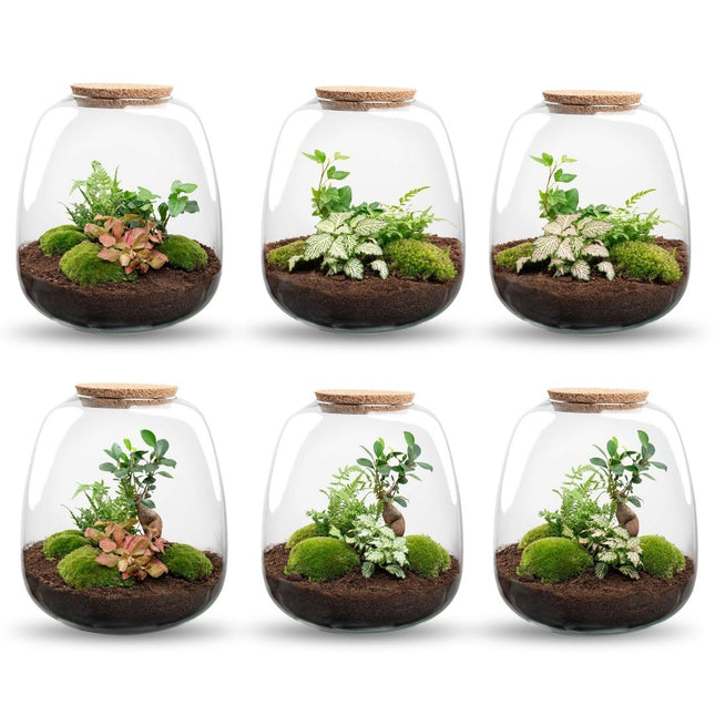 Emma - DIY Planten terrarium - Ecosysteem plant - Ø 23 cm ↑ 25 cm