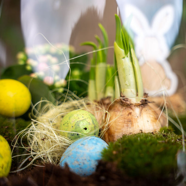 Emma Easter - Open terrarium - Flessentuin DIY kit - Ø 23 cm ↑ 25 cm