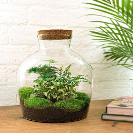 Planten terrarium - Fat Joe Groen - Ecosysteem plant - ↑ 30 cm