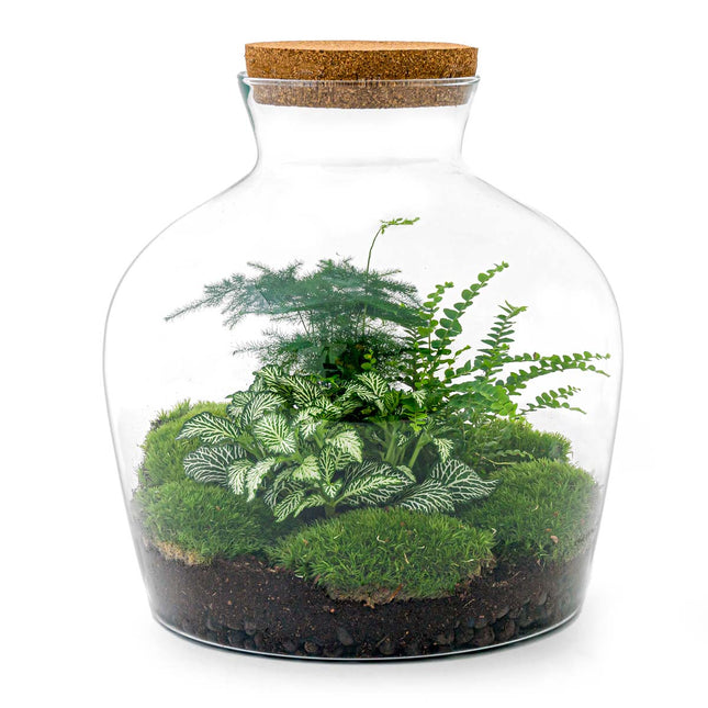 Planten terrarium - Fat Joe Groen - Ecosysteem plant - ↑ 30 cm