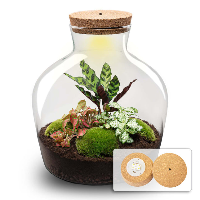 Fat Joe Red - DIY Planten terrarium -  Ecosysteem plant - Ø 29 cm ↑ 30 cm