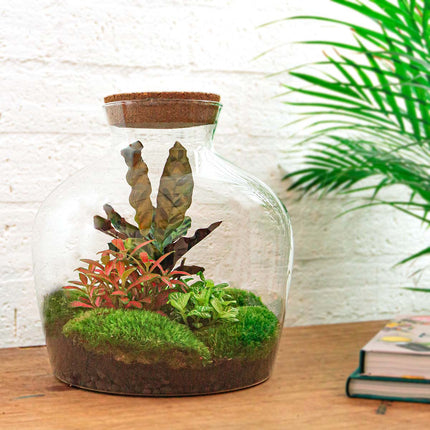 Planten terrarium - Fat Joe Red - Ecosysteem plant - ↑ 30 cm