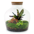 Planten terrarium - Fat Joe Red - Ecosysteem plant - ↑ 30 cm