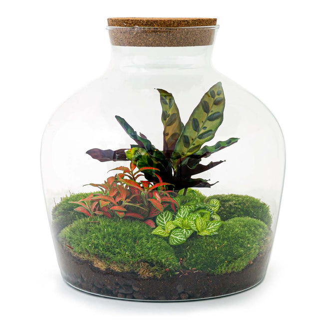 Planten terrarium - Fat Joe Red - Ecosysteem plant - ↑ 30 cm