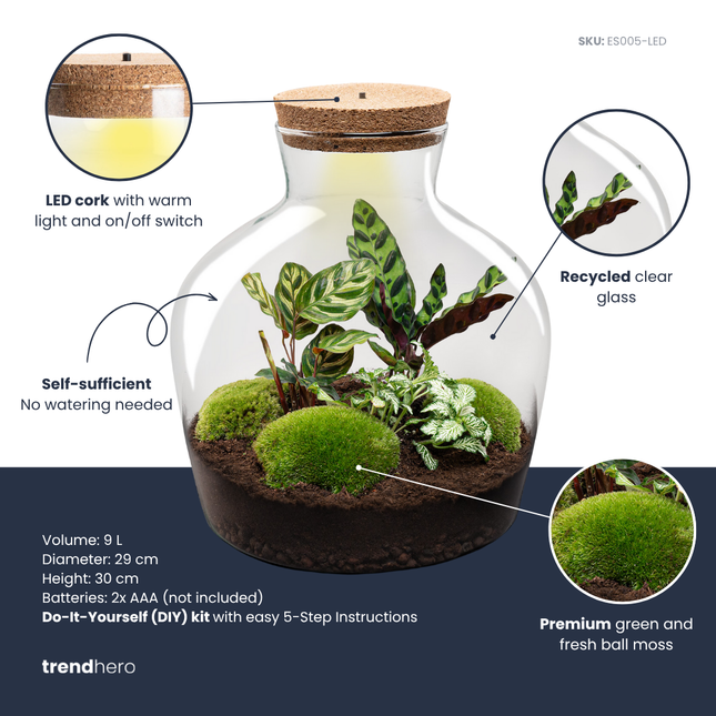 Fat Joe - DIY Planten terrarium - Terrarium verlichting - Ecosysteem plant - ↑ 30 cm