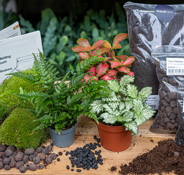 Varen - Terrarium Start- & navulpakket - 3 terrarium planten - DIY