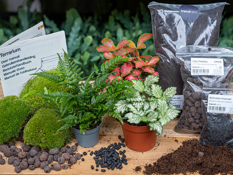 Varen - Terrarium Start- & navulpakket - 3 terrarium planten - DIY