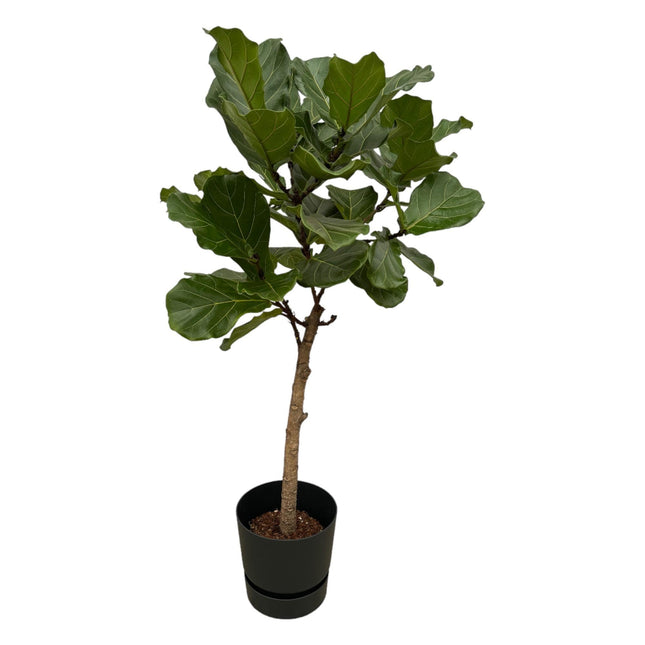 Ficus Lyrata op stam inclusief pot - ↑ 160 cm - Ø30