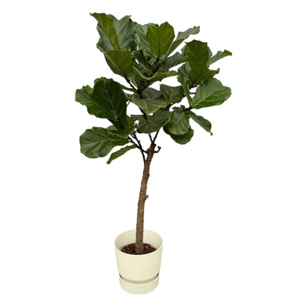 Ficus Lyrata op stam inclusief pot - ↑ 160 cm - Ø30