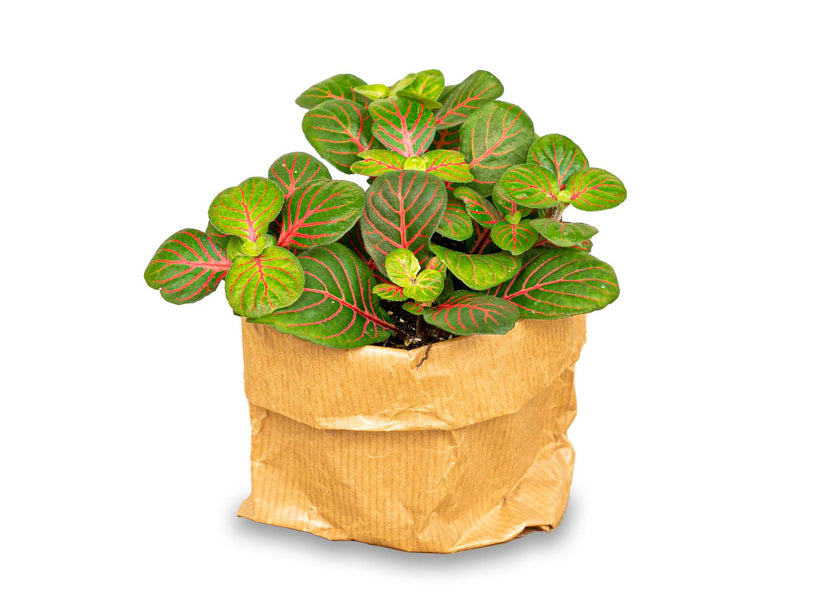 Fittonia Bubble Red - Rood/groen - Mozaiekplantje