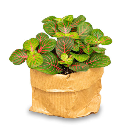 Fittonia Bubble Red - Red and green - Mosaic plant