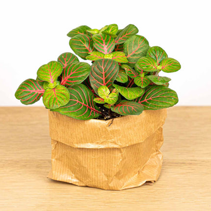 Fittonia Bubble Red - Rood/groen - Mozaiekplantje