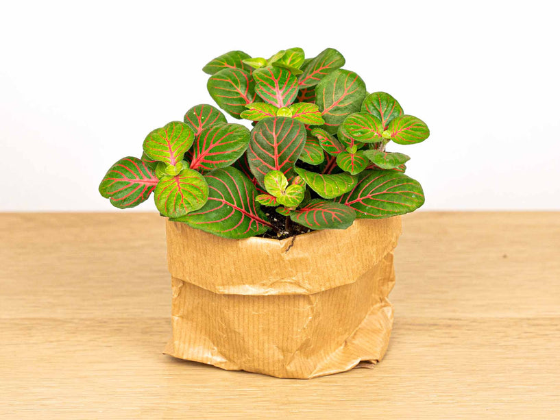 Fittonia Bubble Red - Rood/groen - Mozaiekplantje