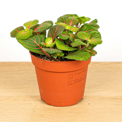 Fittonia Bubble Red - Rood/groen - Mozaiekplantje