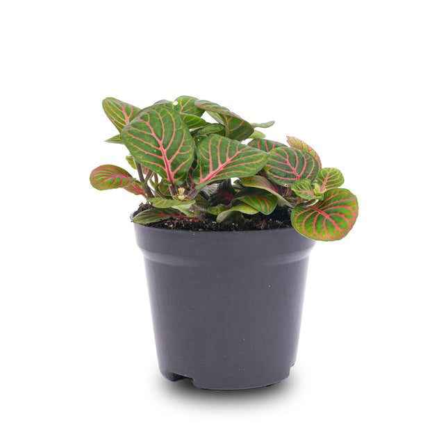 Fittonia Bubble Red - Rood/groen - Mozaiekplantje