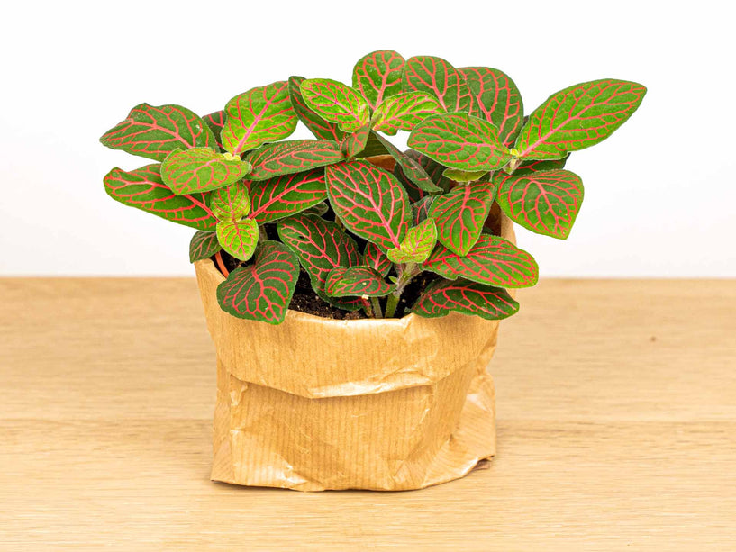 Fittonia Joly Josan - Rood/groen - Mozaiekplantje