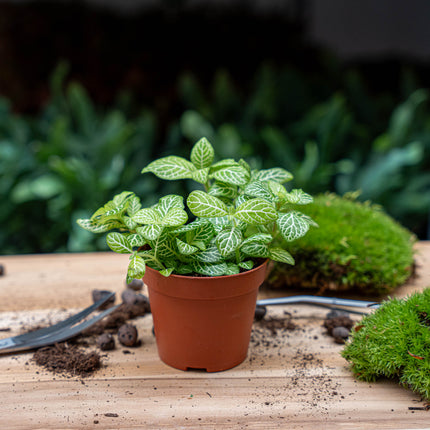Fittonia Joly Lemon - Groen/wit (Fluor) - Mozaiekplantje