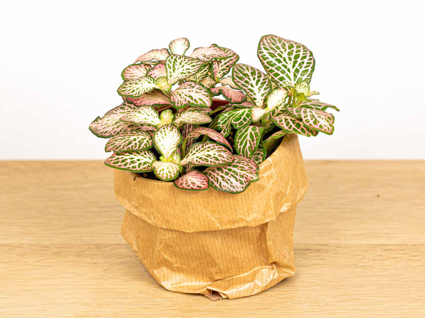 Fittonia Pink Tiger - Roze - Mozaiekplantje