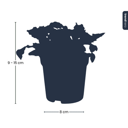 Fittonia Joly Lemon - Groen/wit (Fluor) - Mozaiekplantje