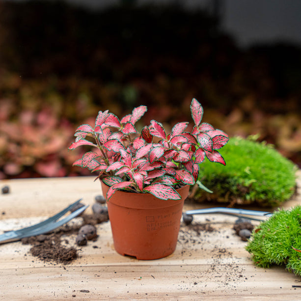 Fittonia rood - Mozaiekplantje