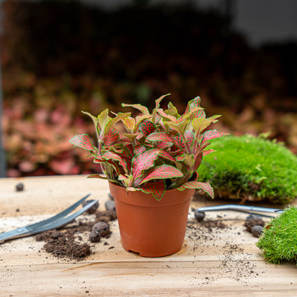 Fittonia Oranje - Roze - Ruby Lime - Mozaiekplantje