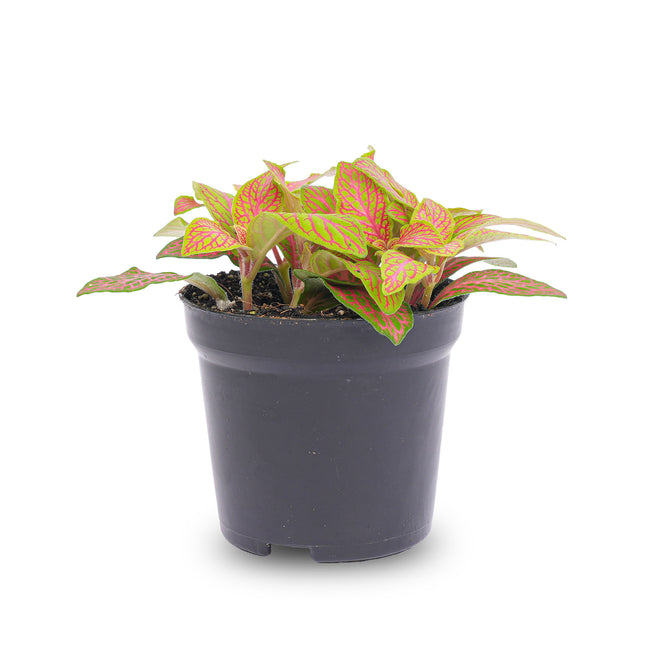 Fittonia Oranje - Roze - Ruby Lime - Mozaiekplantje