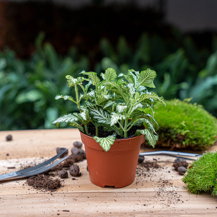 Fittonia Wit - White Tiger - Mozaiekplantje