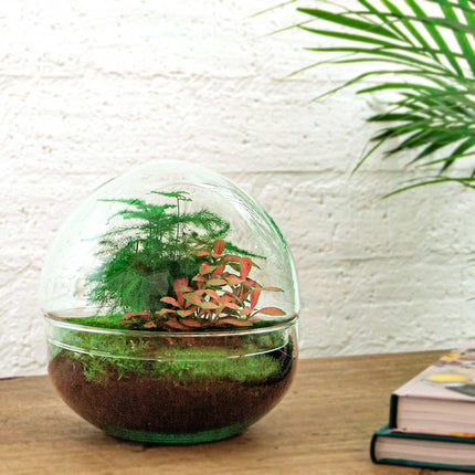 Planten terrarium - DIY - Dome Rood - Ecosysteem plant - ↑ 20 cm