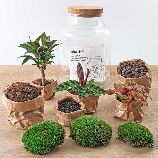 Planten terrarium - Milky Palm - Ecosysteem plant - ↑ 30 cm