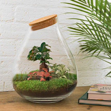 Planten terrarium - Drop XL Bonsai - Ecosysteem plant - ↑ 37 cm