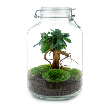 Jar - Coffea Arabica -  Planten terrarium - DIY - ↑ 28 cm