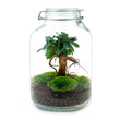 Jar - Coffea Arabica -  Planten terrarium - DIY - ↑ 28 cm