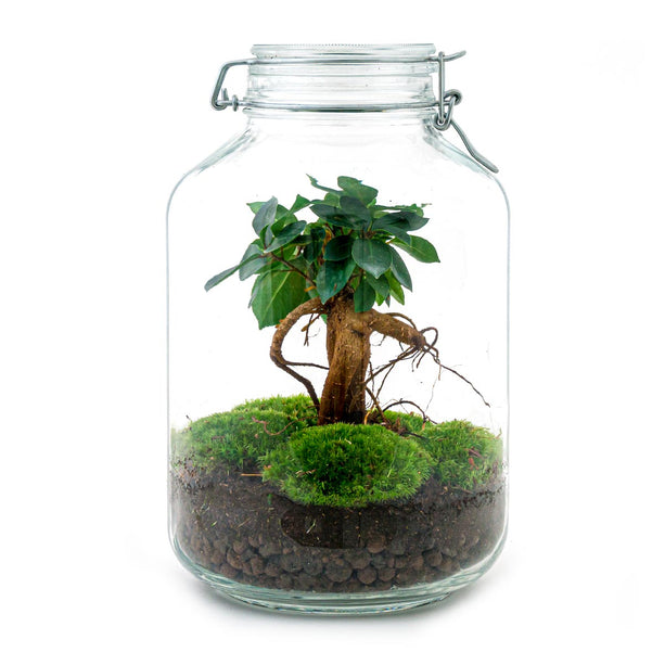 Planten Terrarium Jar - Weckpot met plant - Ecosysteem plant - ↑ 28 cm