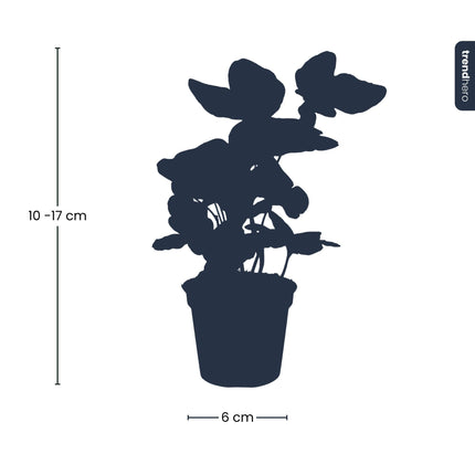 Hedera helix - Terrarium plant - Ø 7 cm