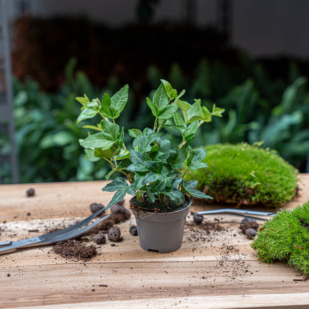 Hedera helix - Terrarium plant - Ø 7 cm