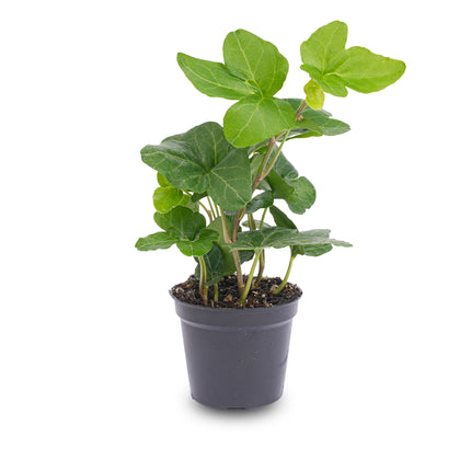 Hedera helix - Terrarium plant - Ø 7 cm