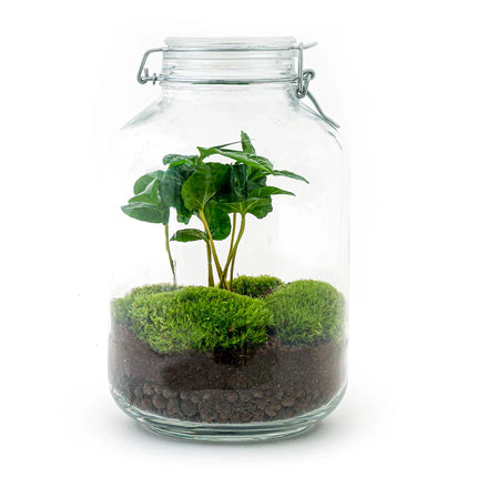 Jar - Coffea Arabica -  Planten terrarium - DIY - ↑ 28 cm