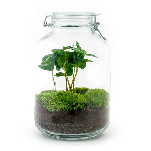 Planten Terrarium Jar - Weckpot met plant - Ecosysteem plant - ↑ 28 cm